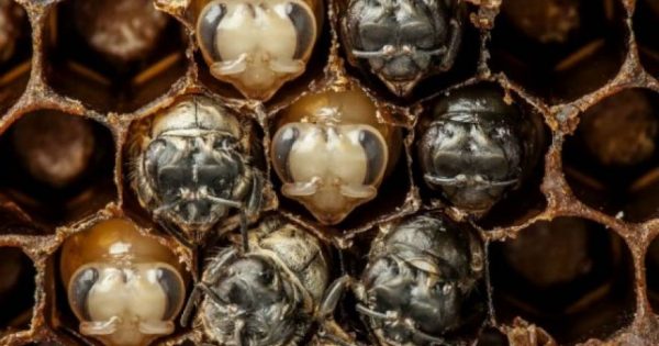 Τα στάδια ανάπτυξης της μέλισσας μέσα από time-Lapse βίντεο