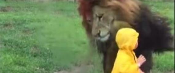 Λιοντάρι επιτίθεται σε μικρό αγοράκι που έκανε το λάθος να γυρίσει την πλάτη του