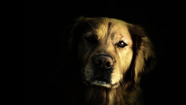 Μπορούν τα σκυλιά μας να δουν στο σκοτάδι; Φοβούνται όπως εμείς; (video)