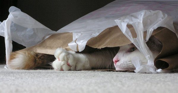 Γιατί οι γάτες λατρεύουν να γλείφουν πλαστικές σακούλες;