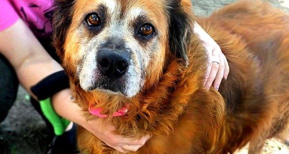 Αφοσιωμένη σκυλίτσα που έμεινε δίπλα στον νεκρό ιδιοκτήτη της, βρίσκει νέα οικογένεια!