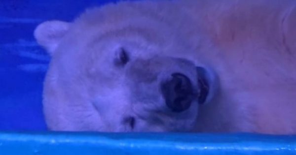 Αίσχος: Η πιο θλιμμένη πολική αρκούδα – Παγιδευμένη για να βγάζουν selfies οι πελάτες εμπορικού (βίντεο)