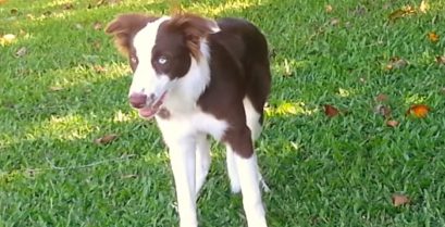 Ένας σκύλος τρώει κατά λάθος παραισθησιογόνα μανιτάρια (βίντεο)!