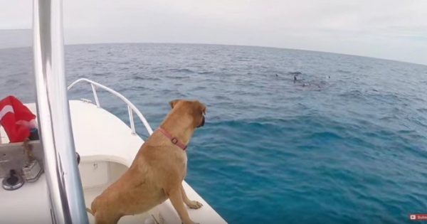 Δείτε τι κάνει αυτός ο σκύλος, μόλις βλέπει δελφίνια για πρώτη φορά!