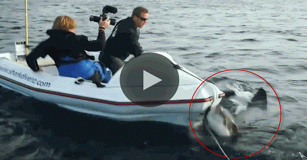 Συγκλονιστικό: Η στιγμή που καρχαρίας επιτίθεται σε τηλεοπτικό συνεργείo!