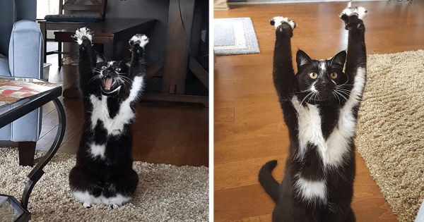 Αυτή η γάτα σηκώνει συνεχώς τα χέρια ψηλά και κανείς δεν ξέρει γιατί!