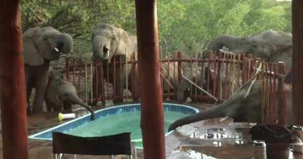 Ελέφαντες… δροσίζονται σε πισίνα οικογένειας (video)