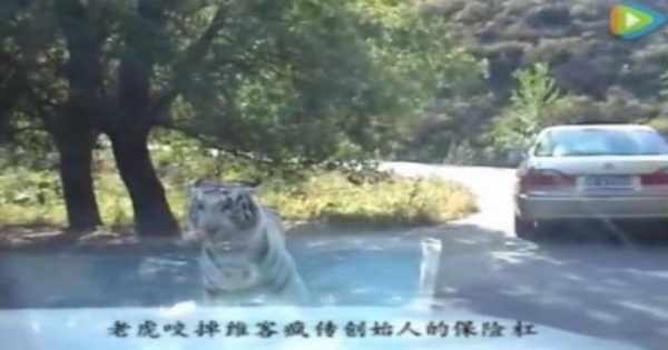 Τρόμος σε σαφάρι- Δείτε τι έκανε μία πεινασμένη τίγρης (video)