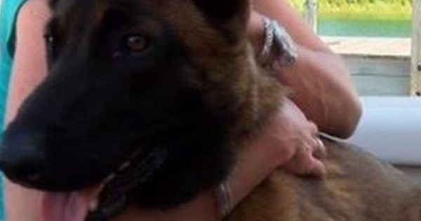 Σκύλος κολύμπησε δέκα χιλιόμετρα και επέστρεψε στο σπίτι του… μέσω Facebook