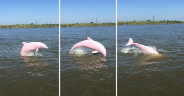 Σπάνιο ροζ δελφίνι εντοπίστηκε στην λίμνη Calcasieu της Λουιζιάνα (Video)