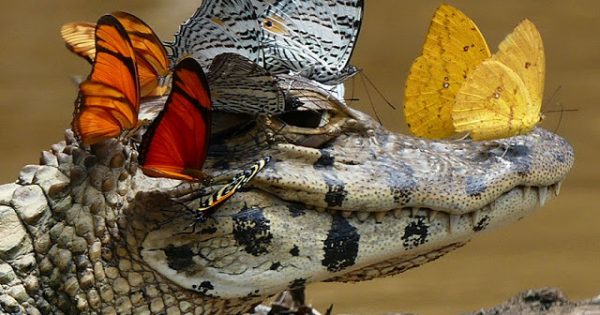 Άγριος κροκόδειλος φοράει στέμμα από πεταλούδες και δείχνει την καλή του πλευρά
