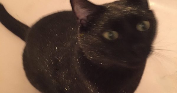 Ολόμαυρη γάτα πέφτει κατά λάθος σε μπανιέρα γεμάτη χρυσό glitter. Το αποτέλεσμα; Βγαλμένο από τα ’80s!