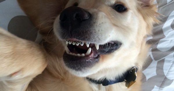 Αυτός ο σκυλάκος είχε πρόβλημα με τα δόντια, έτσι έβαλε σιδεράκια!
