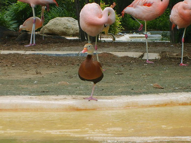 ducks-pretend-flamingos-17-57da96454c1e4__700