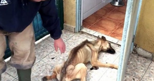 Ένα πεινασμένο σκυλί κατέρρευσε μόλις έφτασε στο καταφύγιο. Αυτό που ακολουθεί είναι μια απίστευτη διάσωση