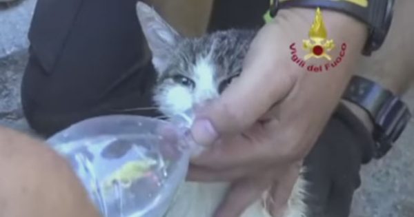 Γάτα βρέθηκε ζωντανή μετά από έξι μέρες στα συντρίμμια του σεισμού στην Ιταλία