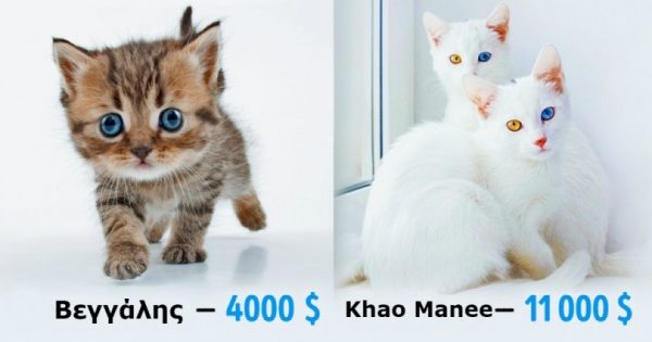 Δείτε πόσοκοστίζουν οι 19 πιο ακριβές ράτσες γάτας του κόσμου. Η τιμή της τελευταίας θα σας σοκάρει!