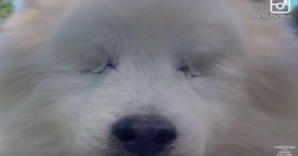 Αυτός ο σκύλος έχασε τα δύο του μάτια εξαιτίας μιας πάθησης – Δείτε πως συνεχίζει κανονικά τη ζωή του! (video)