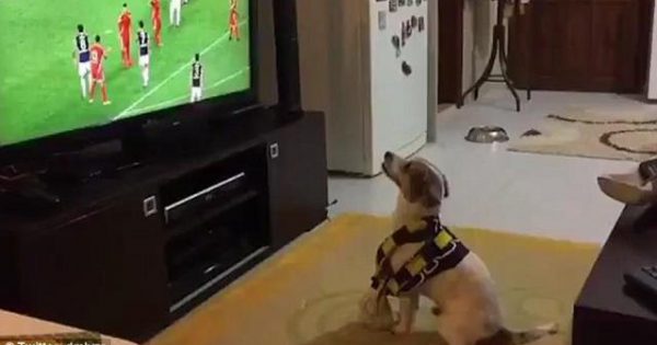 Σκύλος πανηγυρίζει γκολ της αγαπημένης του ομάδας! (video)