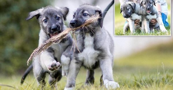 ΑΠΙΣΤΕΥΤΟ..! Αυτά τα 2 πανέμορφα κουτάβια είναι τα πρώτα πανομοιότυπα δίδυμα σκυλάκια που έχουν γεννηθεί ποτέ!