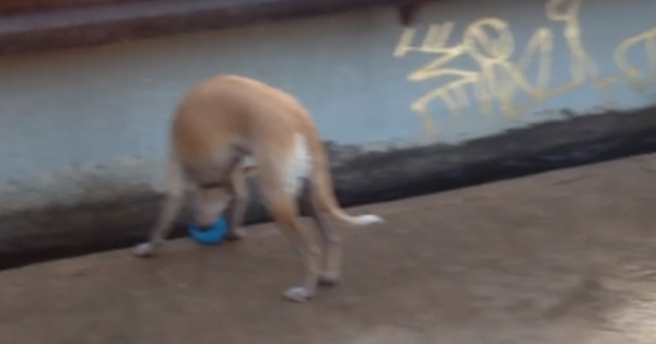 Πανέξυπνος σκύλος βρίσκει ευκαιρία για … βουτιές στο νερό (video)