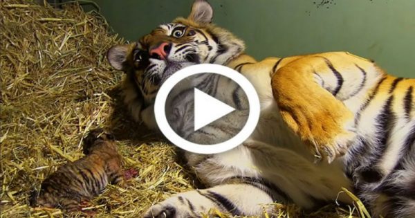 Τίγρης γεννάει αλλά μόλις οι φροντιστές βλέπουν κάτω από τα πόδια της τα χάνουν (Βίντεο)