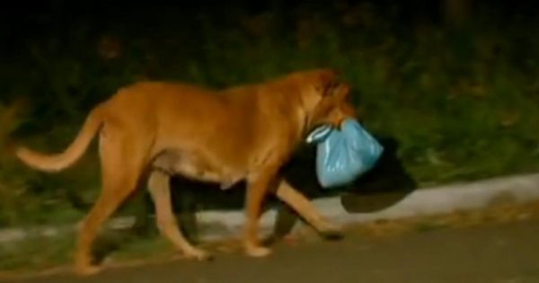 Αρχικά νόμιζε ότι ο σκύλος της κουβαλούσε μια σακούλα με σκουπίδια. Όταν είδε το περιεχόμενό της, λύγισε…