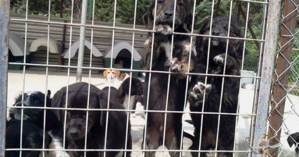 Τη θανάτωση των αδέσποτων σκύλων ζητά ο «πολιτισμένος» δήμαρχος Σερρών