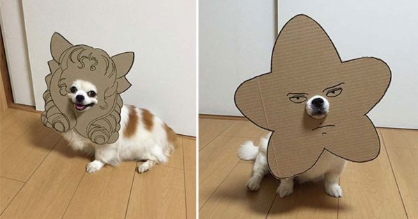 Ιαπωνέζα δημιουργεί ξεκαρδιστικά σχέδια από χαρτόνι για τον σκύλο της