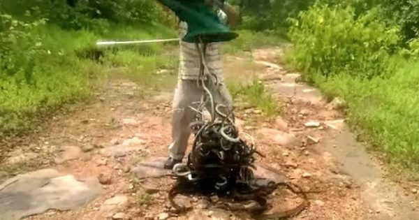 Έριξε 150 δηλητηριώδη φίδια μπροστά στα πόδια του – Δείτε τι έγινε μετά (βίντεο)