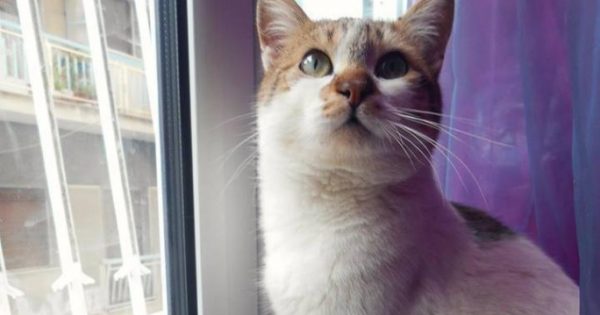 Χάθηκε στειρωμένος αρσενικός γάτος στην πλατεία Κολιάτσου στα Κάτω Πατήσια