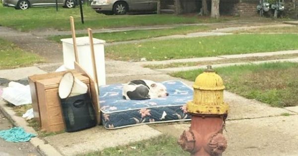 Σκύλος περιμένει έναν μήνα την οικογένεια του που μετακόμισε και τον εγκατέλειψε