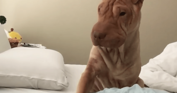 Αυτός ο σκύλος ξυπνάει τον ιδιοκτήτη του με τον πιο γλυκό τρόπο! (βίντεο)