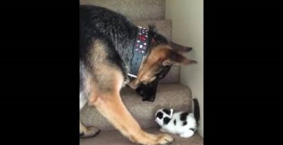 Σκύλος βοηθά ένα γατάκι να ανέβει τις σκάλες