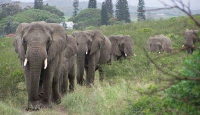 elefantes-perpatoysan-epi-12-wres