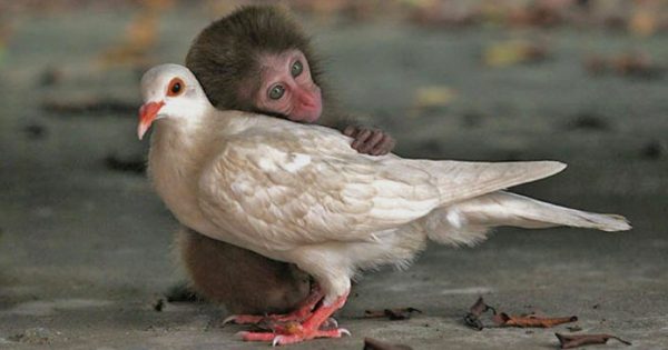 20 όμορφες φωτογραφίες με ζώα που γνωρίζουν καλά τι σημαίνει αγάπη