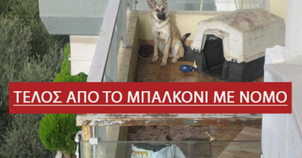 Σκυλιά στο μπαλκόνι ΤΕΛΟΣ– Τι λέει ο νόμος ποια είναι τα πρόστιμα