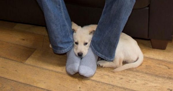 Μήπως ο σκύλος σας έρχεται και κάθεται συχνά ανάμεσα στα πόδια σας; Δείτε τι σημαίνει!