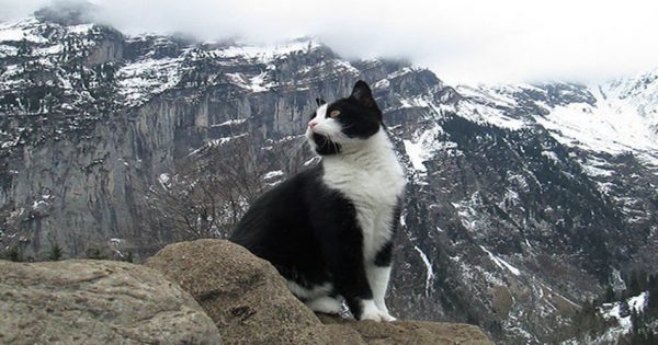 Γάτος σώζει χαμένους ορειβάτες στις ελβετικές Άλπεις (video, εικόνες)