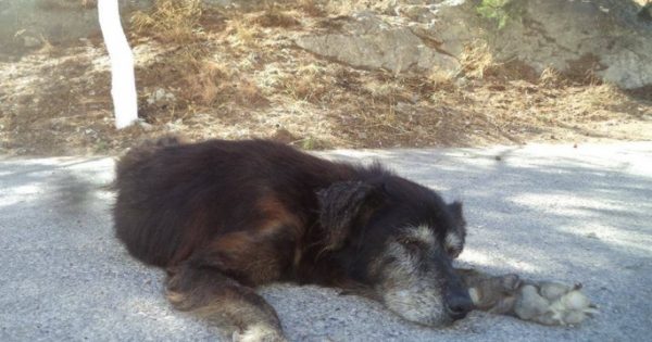 Ζευγάρι Βρετανών υιοθέτησε υπερήλικη αδέσποτη σκυλίτσα που ζούσε σε απομακρυσμένη περιοχή του Ηρακλείου Κρήτης