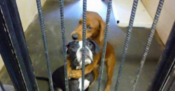 Σκύλος σε καταφύγιο ζώων σώζει τον φίλο του από την ευθανασία με μια αγκαλιά!