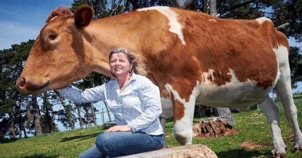 Δείτε τη μεγαλύτερη αγελάδα της Αυστραλίας που ζυγίζει πάνω από ένα τόνο (φωτό)