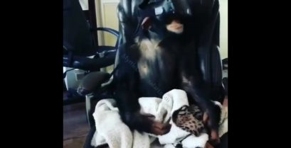 Τι συμβαίνει όταν ένας χιμπατζής δοκιμάζει κράνος εικονικής πραγματικότητας
