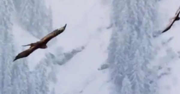 Συγκλονιστικό βίντεο στην πλάτη ενός «άγριου» αετού… το BBC αποκαλύπτει την αλήθεια!