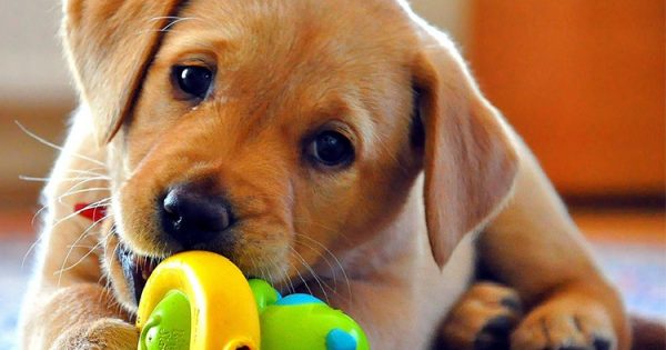 9 τρόποι για να σώσετε τη ζωή του σκύλου σας από μία επίθεση