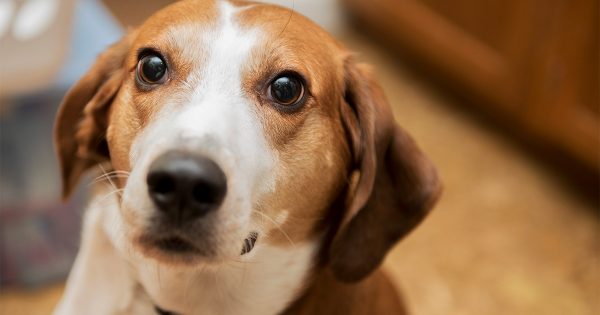 Η γλώσσα σώματος των σκύλων και ο τρόπος επικοινωνίας τους