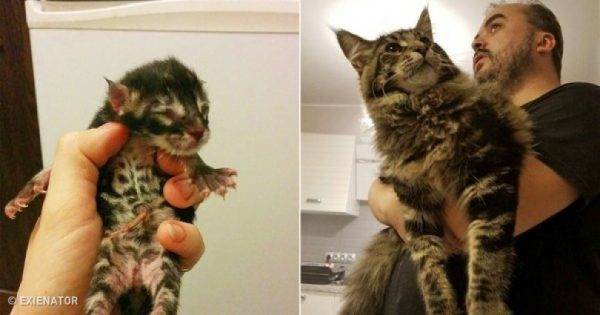 15 εκπληκτικές πριν και μετά φωτογραφίες από γατάκια που μεγάλωσαν και έγιναν γάτες!