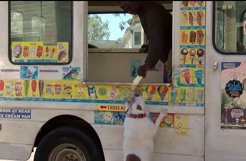 O σκύλος μπορεί και να είναι ο καλύτερος… πελάτης παγωτατζίδικου!