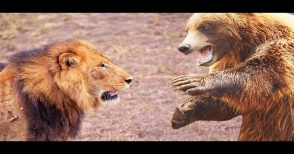 Πραγματικές μάχες ανάμεσα σε αρκούδες και λιοντάρια (βίντεο)