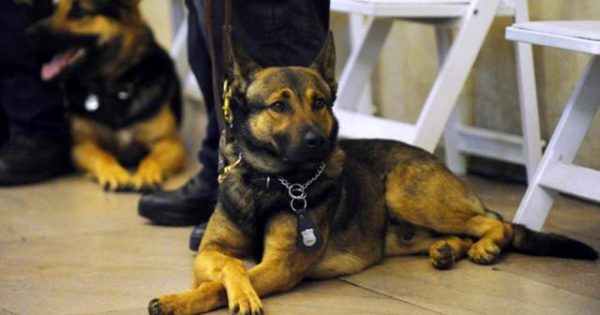 Στη «σύνταξη» βγαίνει ο Έλληνας σκύλος-ανιχνευτής ναρκωτικών Ντιέγκο